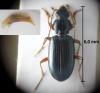 Bembidion decorum